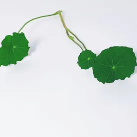 Листья Красный щавель, настурция, кислица, клевер.